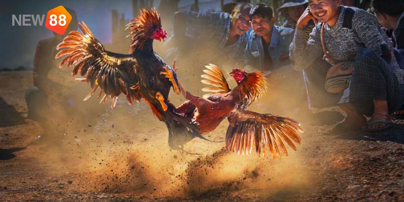 Những luật chấp điều gà chọi cần biết