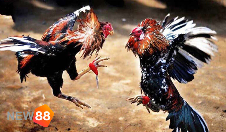 Đá gà cựa sắt có gì đặc biệt? Chấp điều gà chọi là gì?