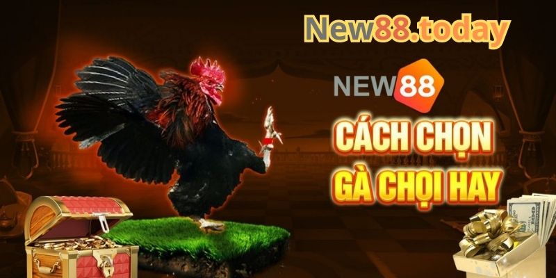 Kinh nghiệm chơi đá gà tại nhà cái đá gà NEW88 Kinh nghiệm chơi đá gà tại nhà cái đá gà NEW88