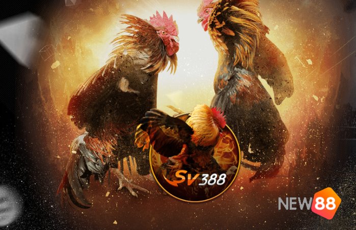 Đá gà trên mạng ở đâu an toàn? Đá gà trên mạng ở đâu an toàn?