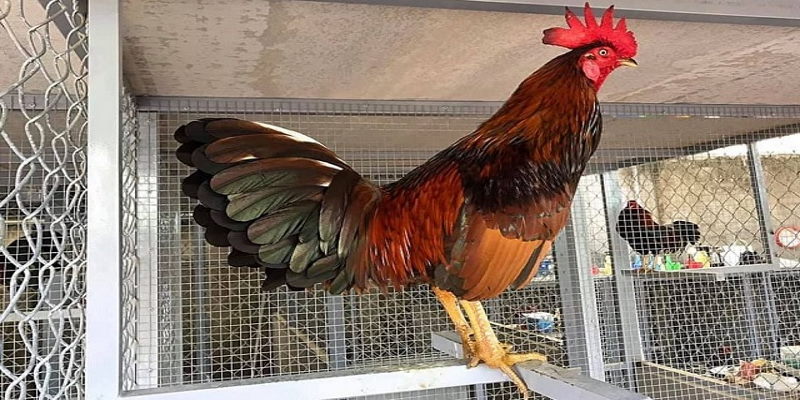 Phòng bệnh cho gà là cách tốt nhất để có một chiến kê hoàn hảo Phòng bệnh cho gà là cách tốt nhất để có một chiến kê hoàn hảo